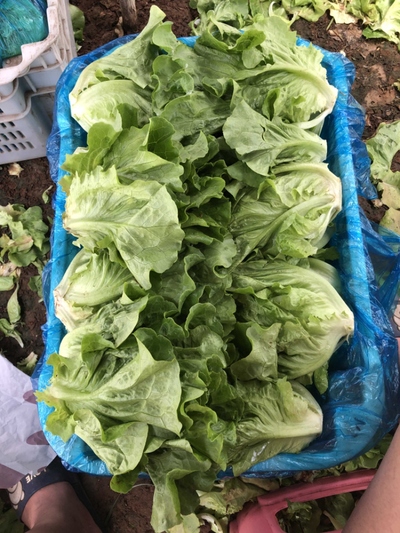 精品菠菜大量上市中，质量好，上货量大