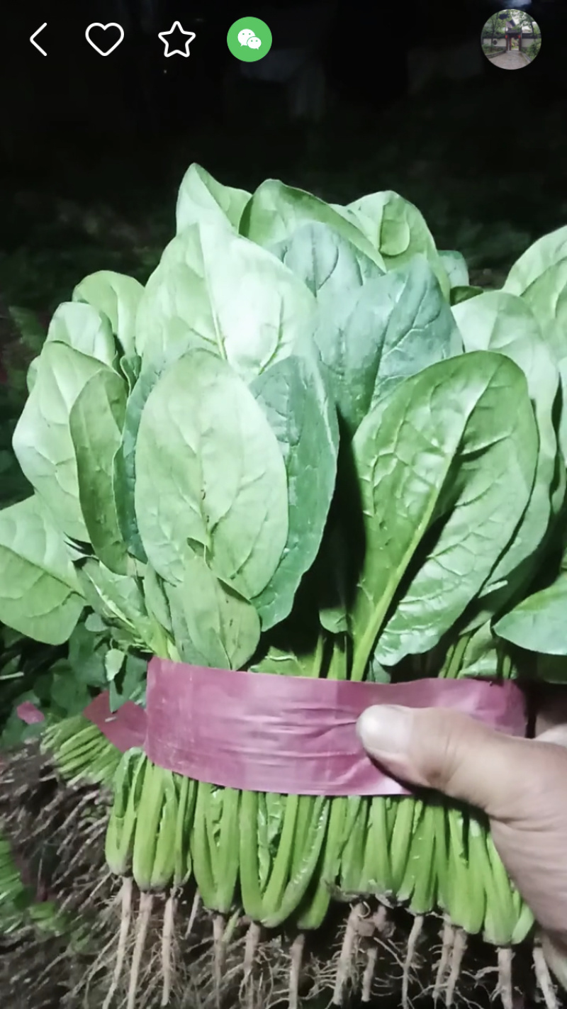 精品菠菜大量上市中，质量好，上货量大