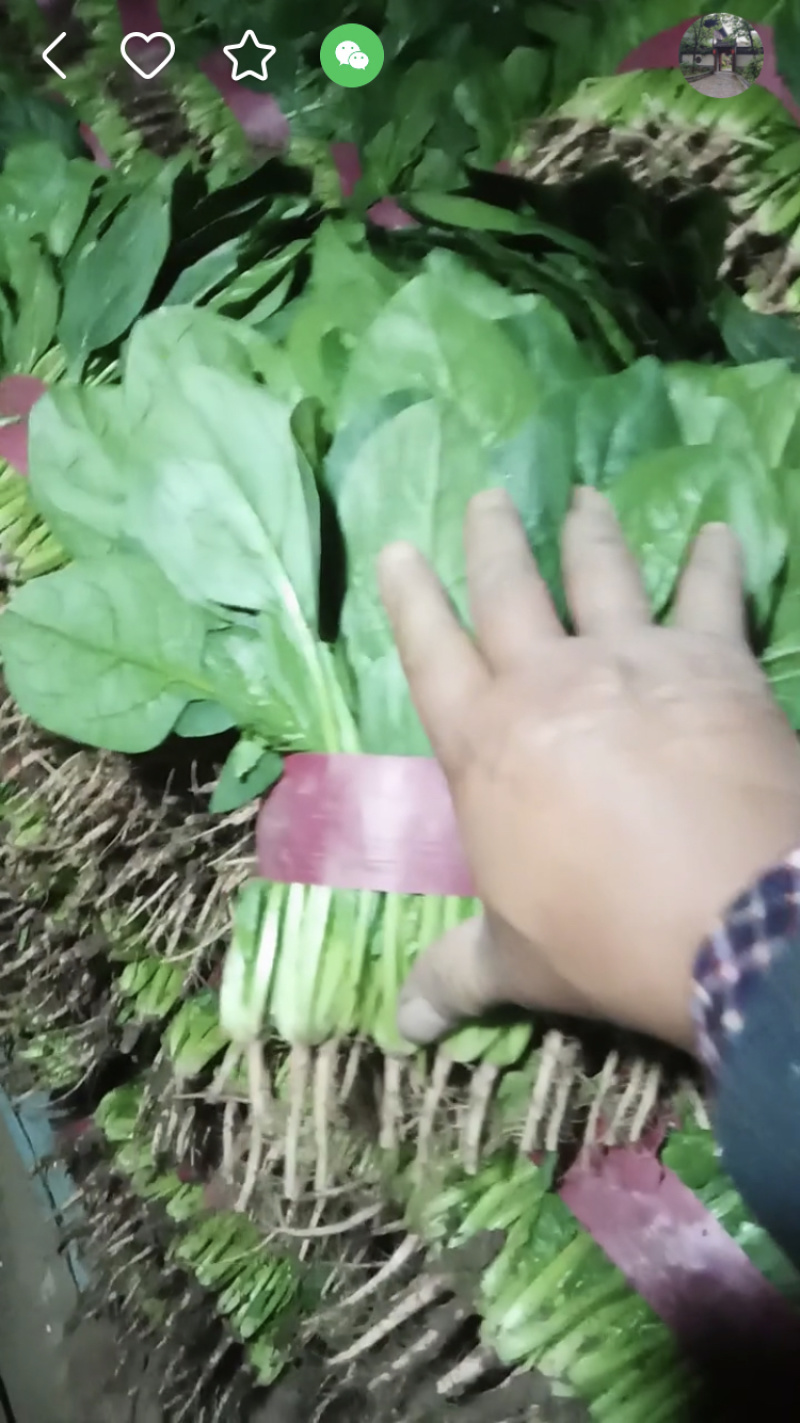 精品菠菜大量上市中，质量好，上货量大