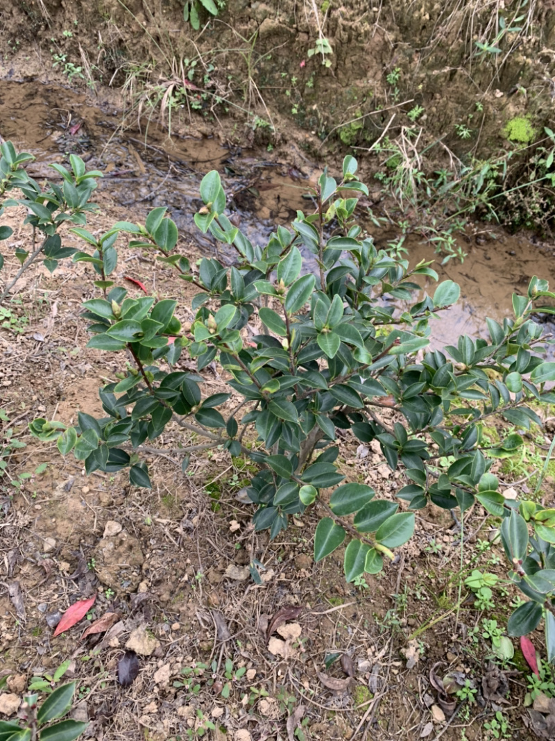 茶梅球，各规格球类，农户直销，量大优惠。