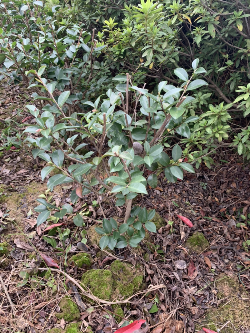 茶梅球，各规格球类，农户直销，量大优惠。