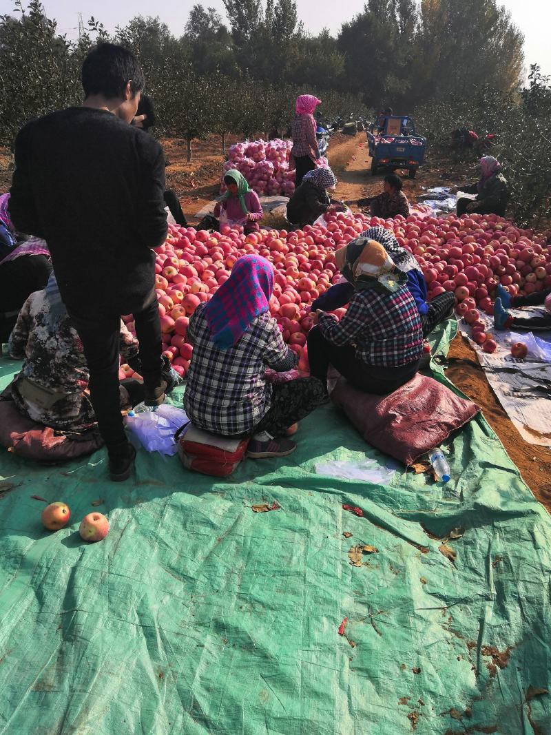 《红富士苹果》辽宁苹果/产地现摘/规格齐全/欢迎来电洽谈