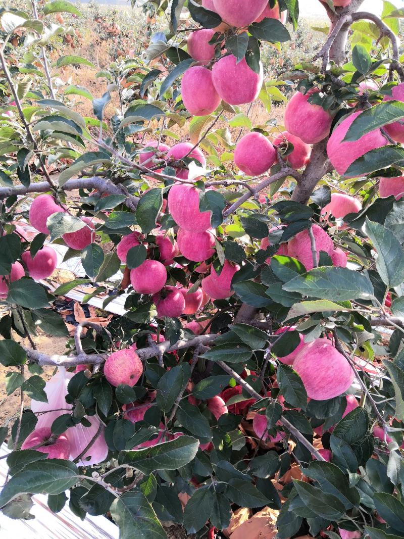 《红富士苹果》辽宁苹果/产地现摘/规格齐全/欢迎来电洽谈