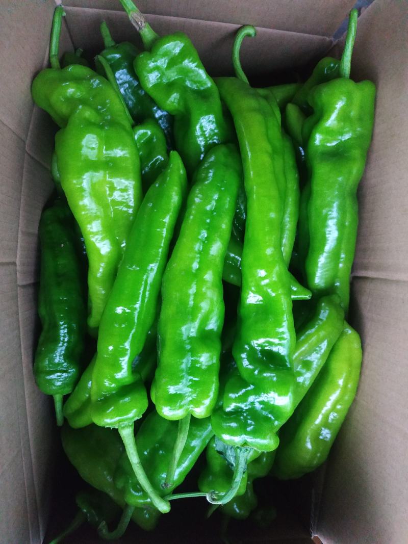 夏邑精品鲜辣椒，301辣椒河南产地直发全国