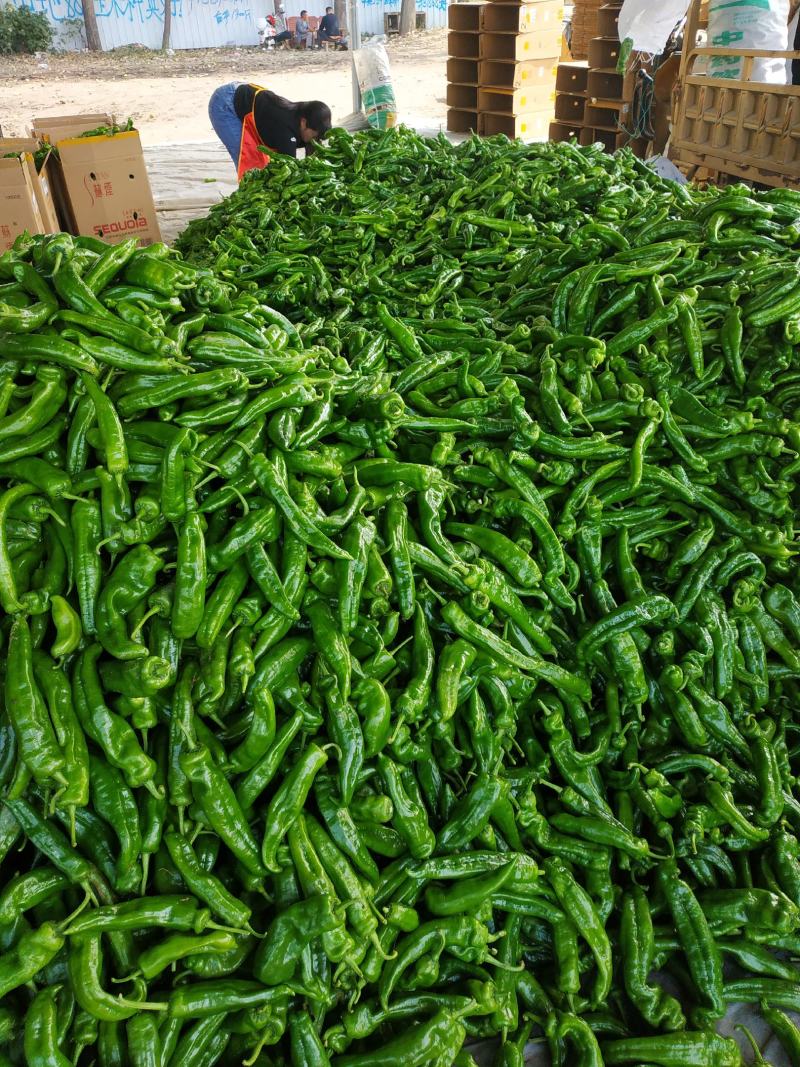 夏邑精品鲜辣椒，301辣椒河南产地直发全国
