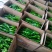 夏邑精品鲜辣椒，301辣椒河南产地直发全国