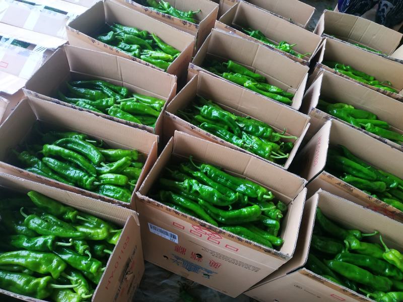 夏邑精品鲜辣椒，301辣椒河南产地直发全国