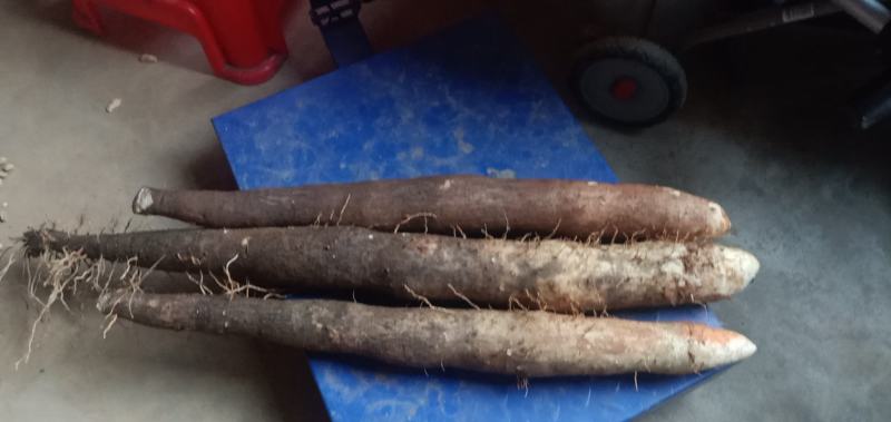 广西桂林黑美人山药价格不贵，大量有货，欢迎咨询采购