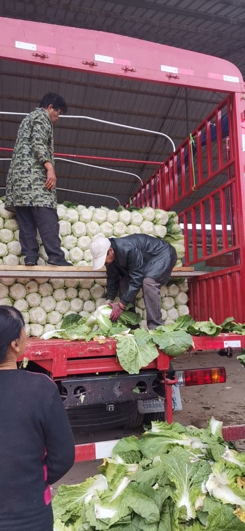 黄心大白菜，4-8斤菜！八成熟，火热销售中，支持视频看