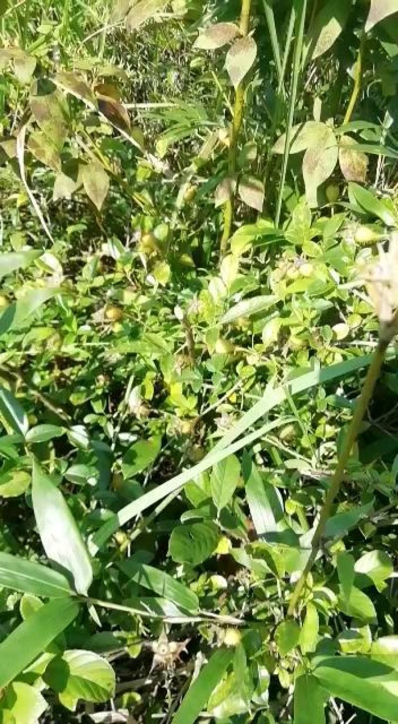 皖南野生金樱子足干，无任何添加剂，纯野生资源丰富