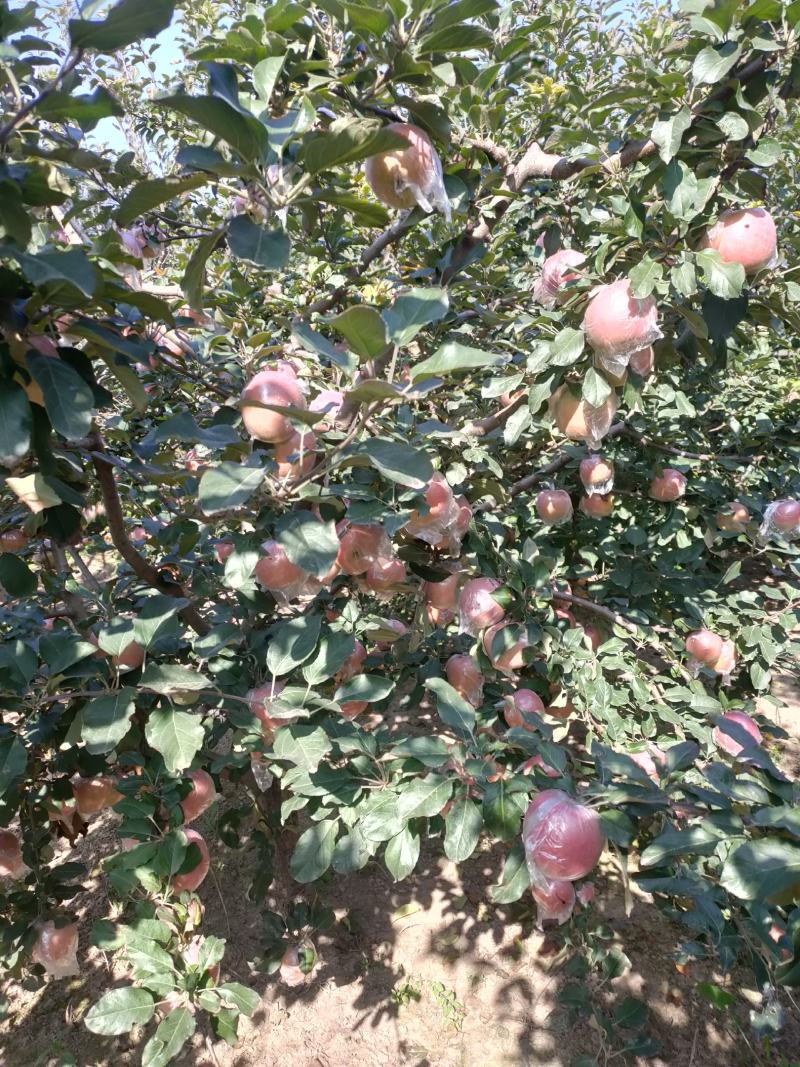 优质红富士苹果批发零售，个大，味甜，自然光线上色，