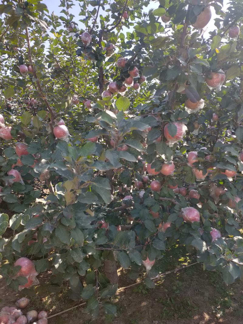 优质红富士苹果批发零售，个大，味甜，自然光线上色，