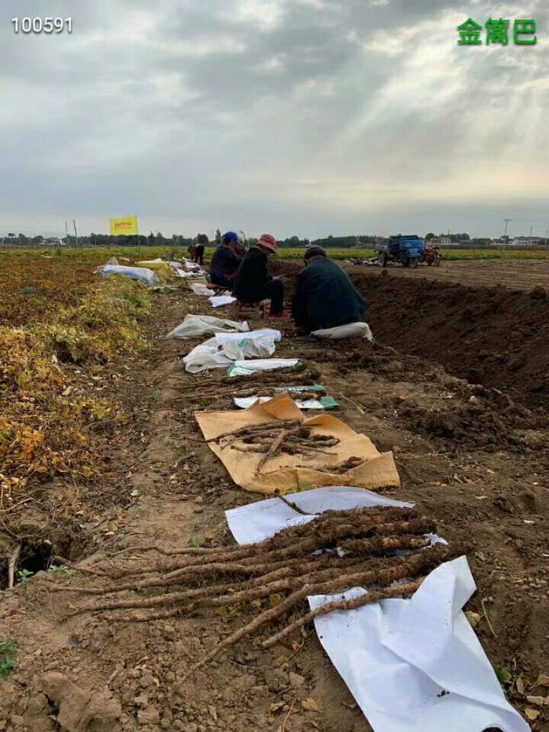 正宗河南温县铁棍山药如假包换净果5斤58元包邮