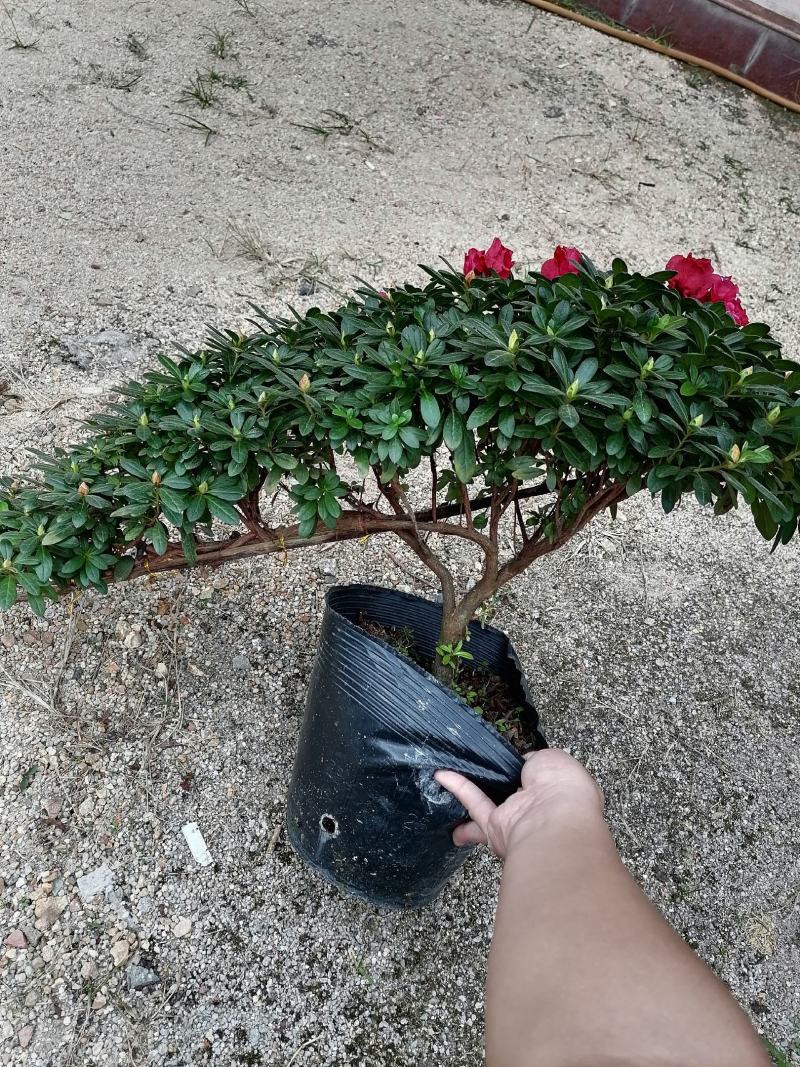 造型杜鹃，悬崖杜鹃，福建龙岩永福基地直销！