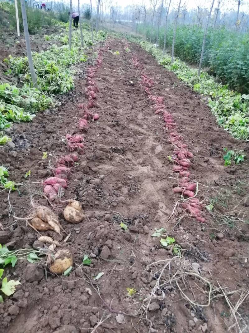 自家，沙地，红薯，现货。