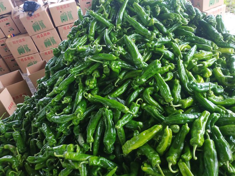[精品鲜辣椒]301泡椒，产地直发，大量供应，视频看货