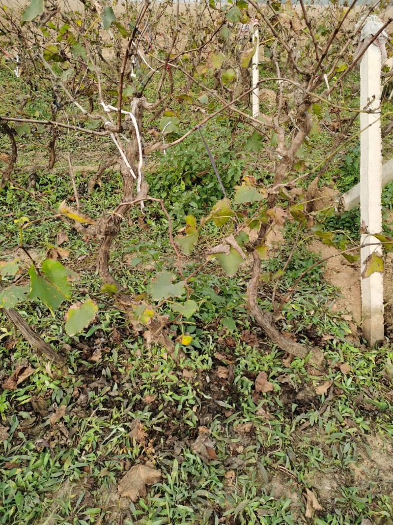 邯郸市馆陶县占地葡萄树出售，欢迎新老客户咨询。