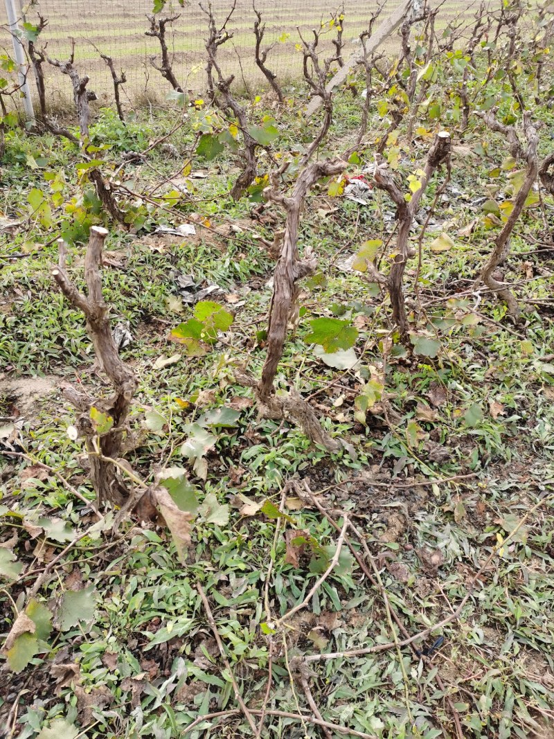 邯郸市馆陶县占地葡萄树出售，欢迎新老客户咨询。
