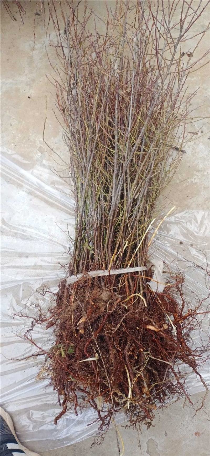 【有好货】钙果苗糖度高《耐寒耐旱品种》当年种植可结果