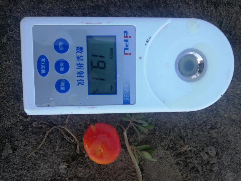 【有好货】钙果苗糖度高《耐寒耐旱品种》当年种植可结果