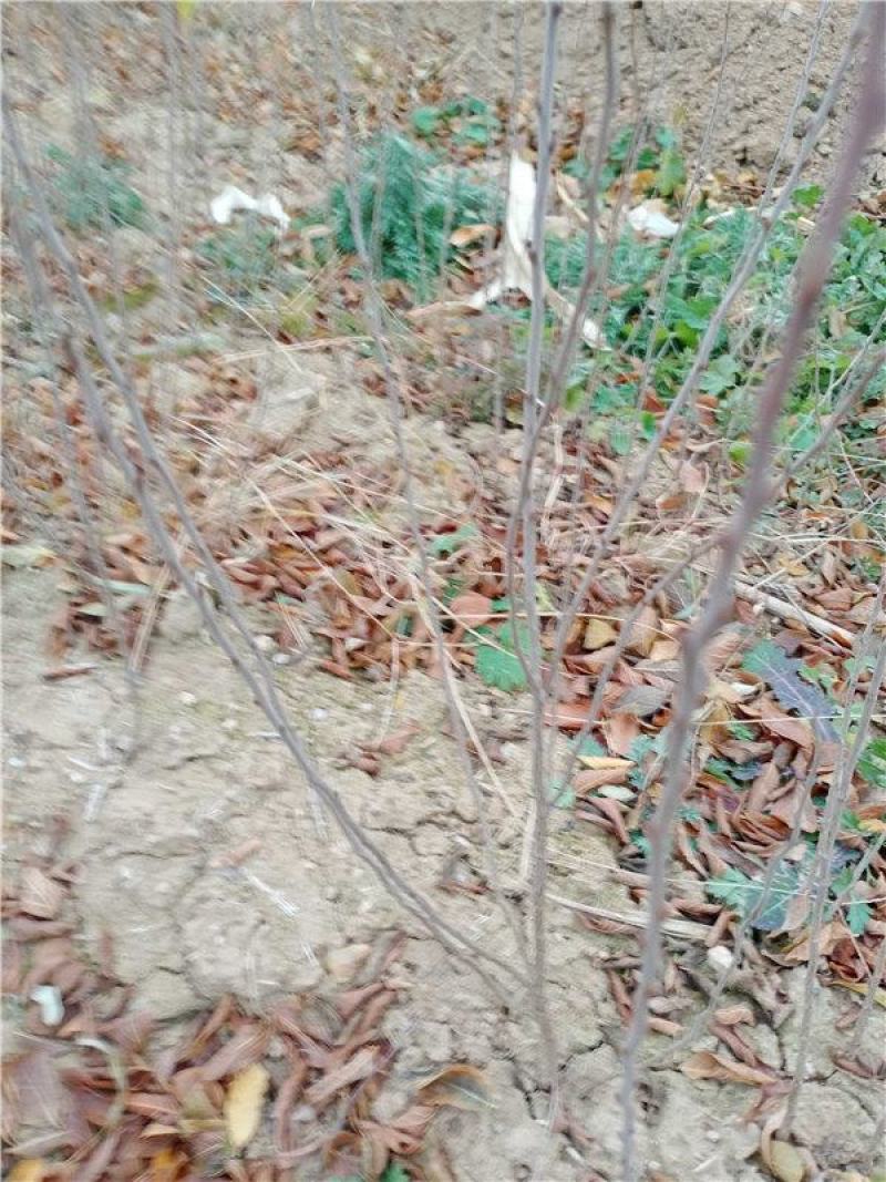 【有好货】钙果苗糖度高《耐寒耐旱品种》当年种植可结果
