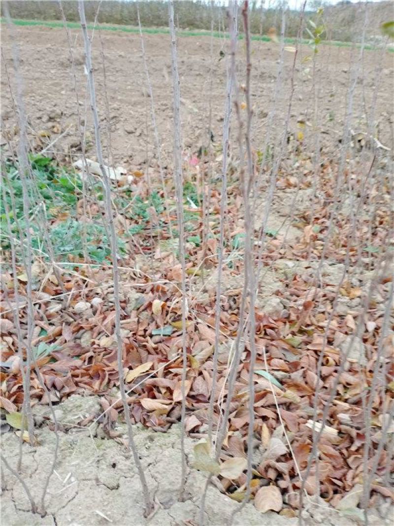 【有好货】钙果苗糖度高《耐寒耐旱品种》当年种植可结果
