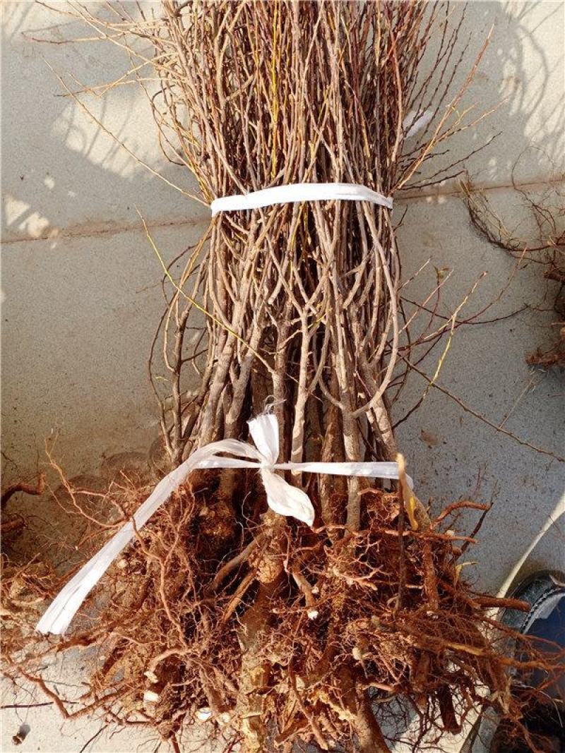 【有好货】钙果苗糖度高《耐寒耐旱品种》当年种植可结果