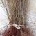 【有好货】钙果苗糖度高《耐寒耐旱品种》当年种植可结果