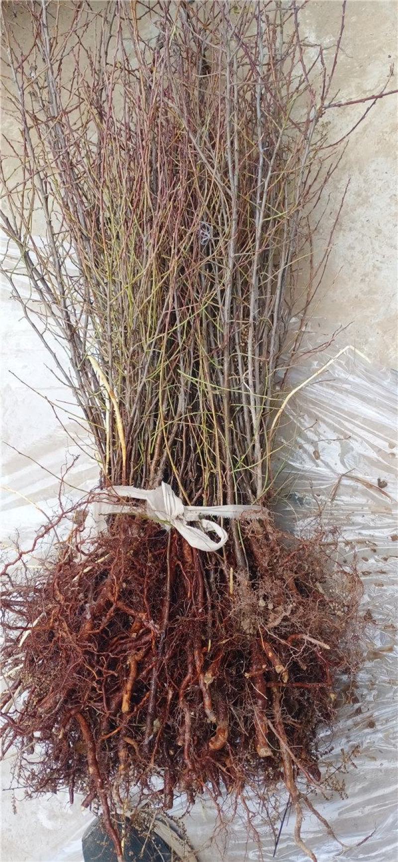 【有好货】钙果苗糖度高《耐寒耐旱品种》当年种植可结果