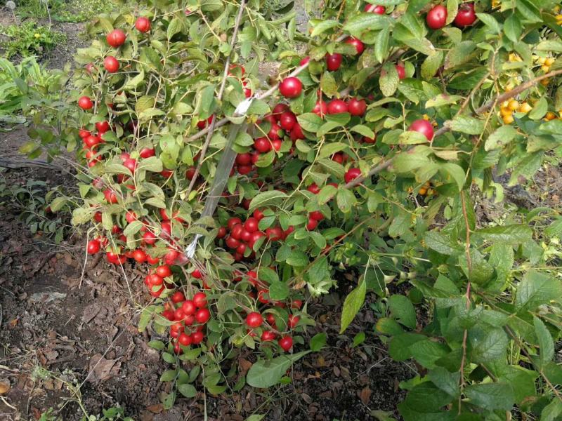 【有好货】钙果苗糖度高《耐寒耐旱品种》当年种植可结果