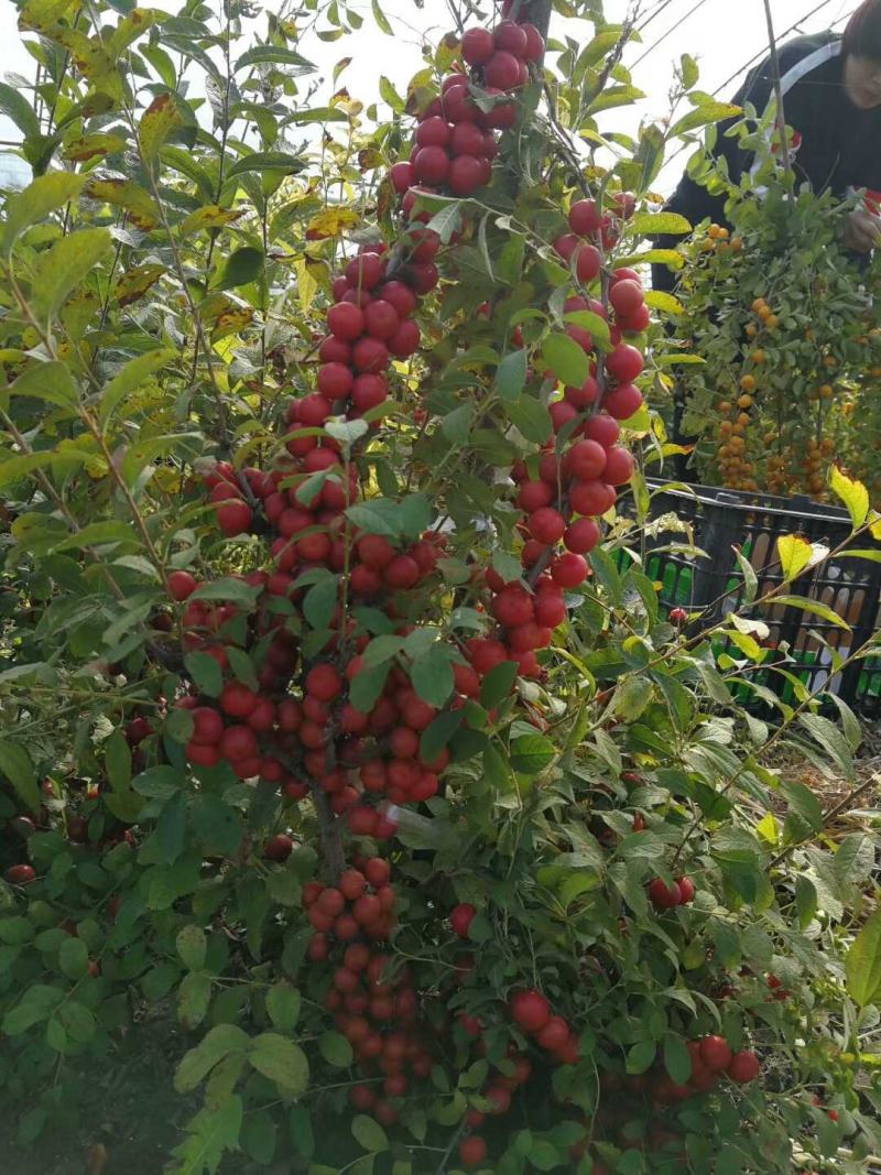 【有好货】钙果苗糖度高《耐寒耐旱品种》当年种植可结果
