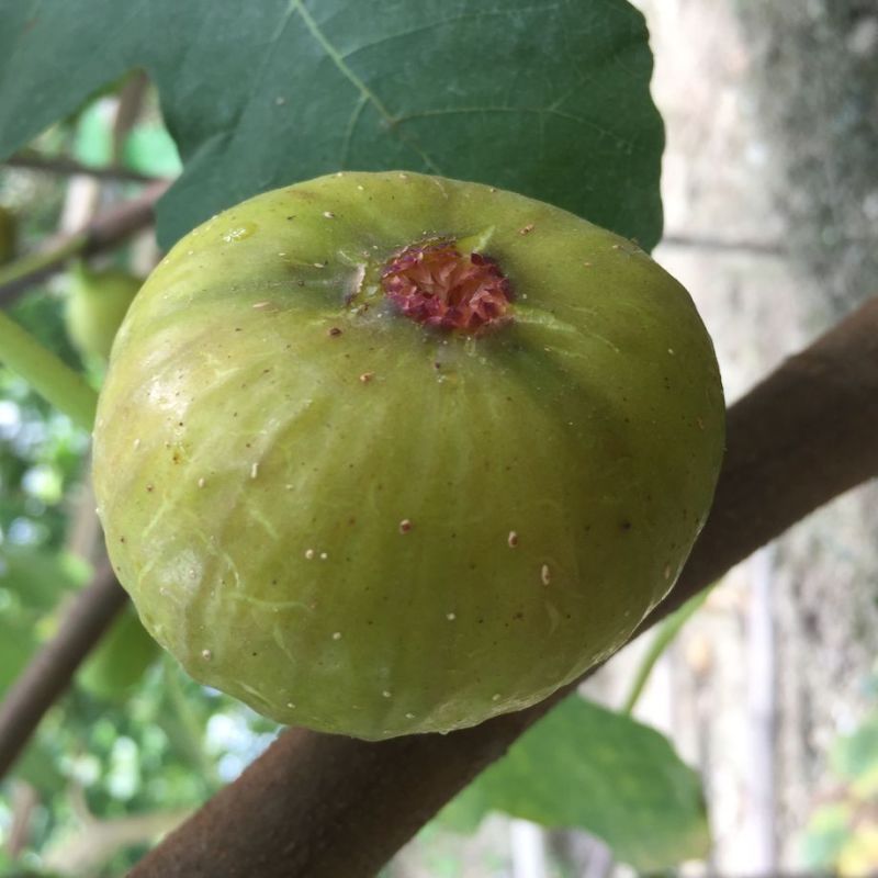布兰瑞克无花果树苗，产量高，免费后期指导