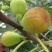 布兰瑞克无花果树苗，产量高，免费后期指导