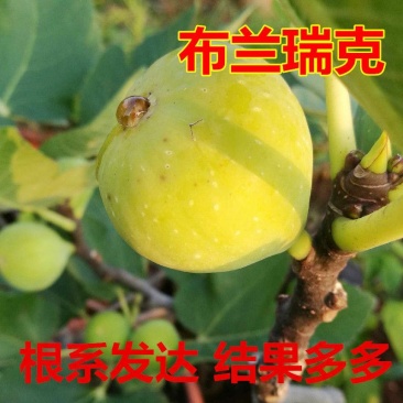 布兰瑞克无花果树苗，产量高，免费后期指导