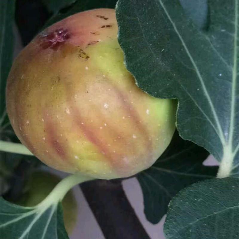 布兰瑞克无花果树苗，产量高，免费后期指导