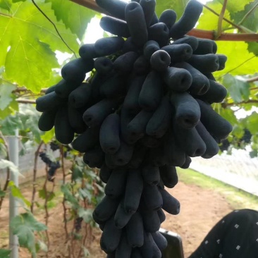 蓝宝石葡萄树苗保证质量好