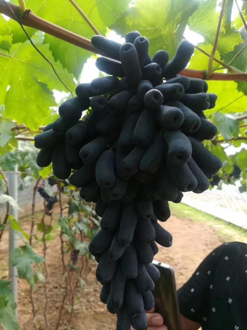 蓝宝石葡萄树苗保证质量好