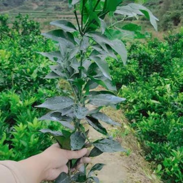 柑橘苗，明日见苗，甘平苗