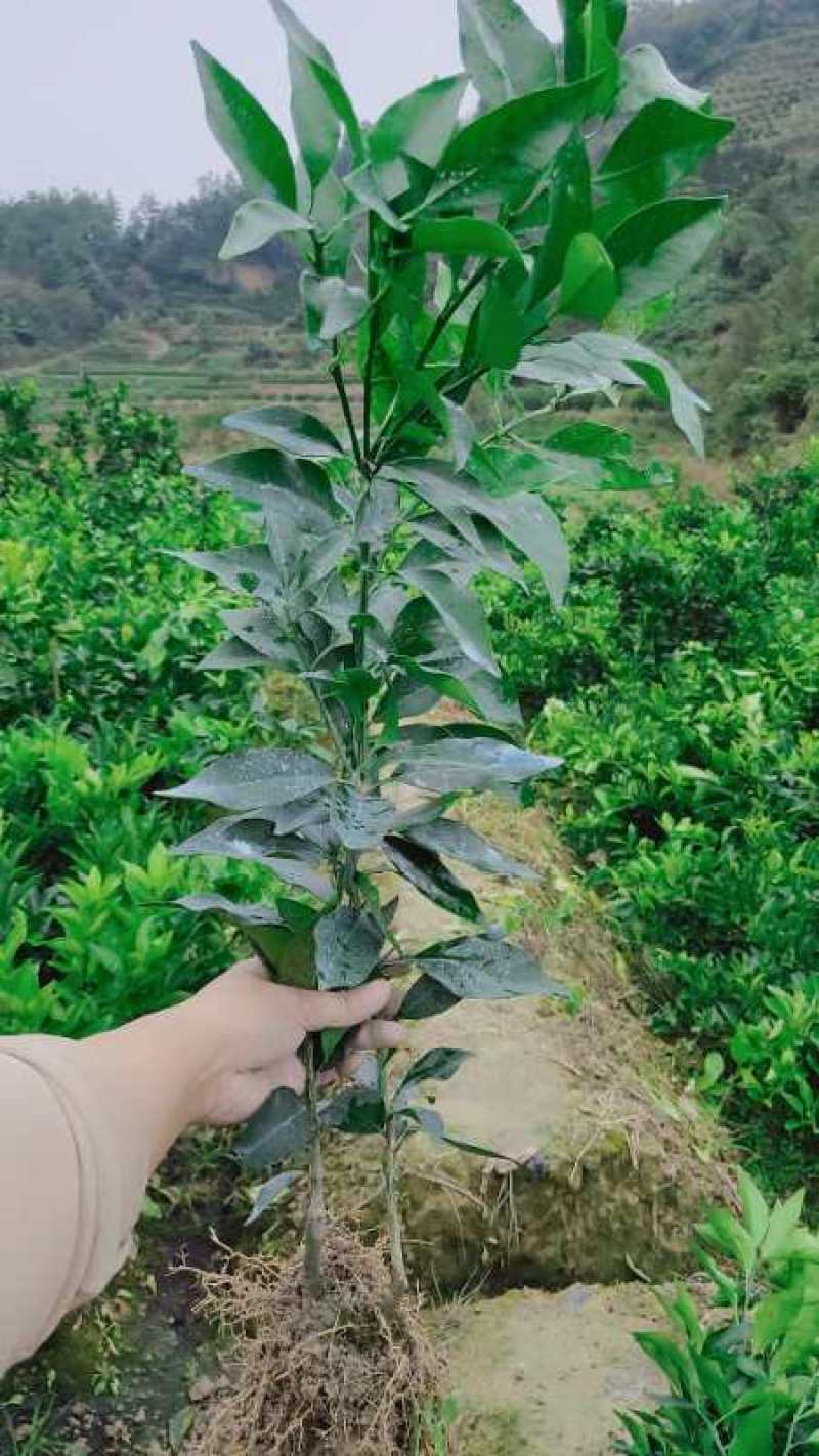 柑橘苗，明日见苗，甘平苗
