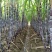 自家农场种植又甜又脆大甘蔗