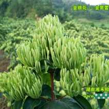 湘蕾金银花苗高产易采省工易管理高效益