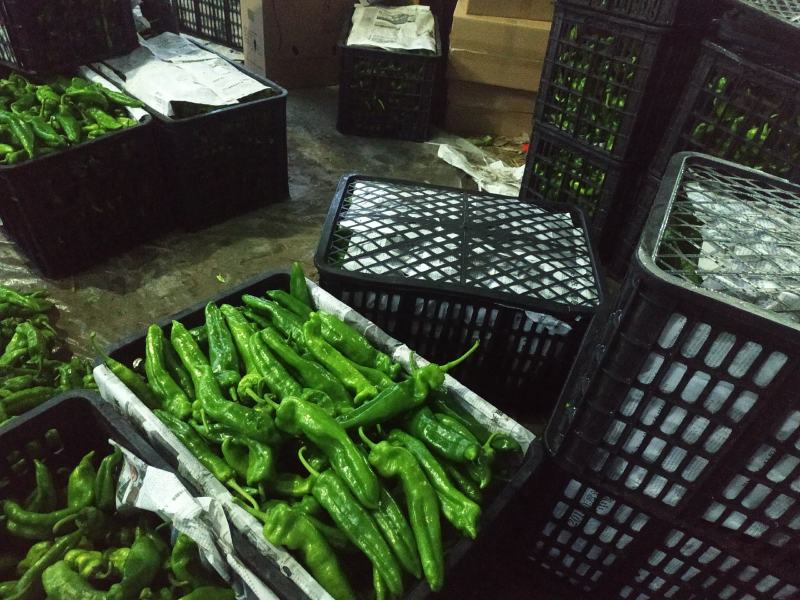 夏邑鲜辣椒精品辣椒万亩基地对接全国市场