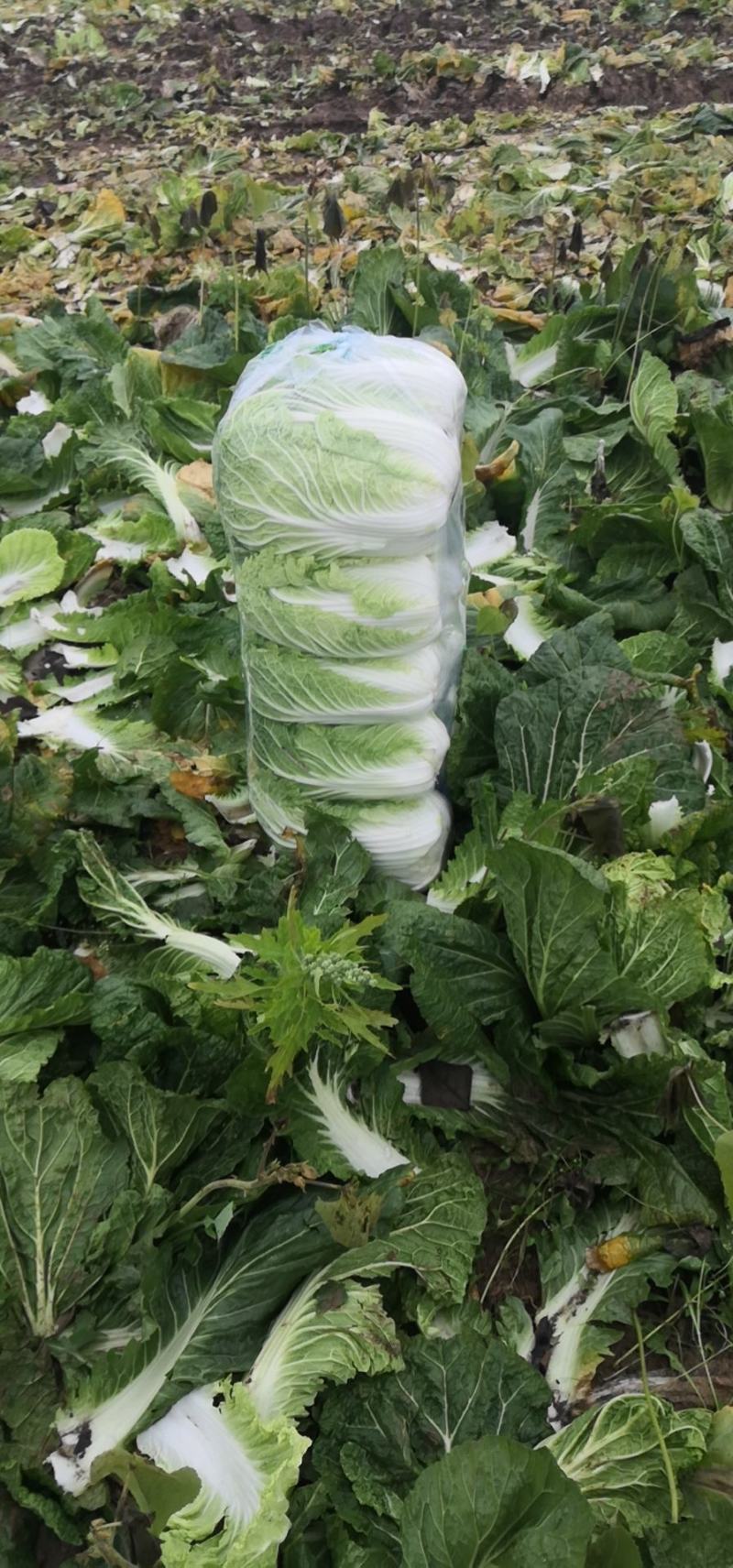 白菜黄心大白菜，湖北白菜大量供货，平价批发欢迎电话联系
