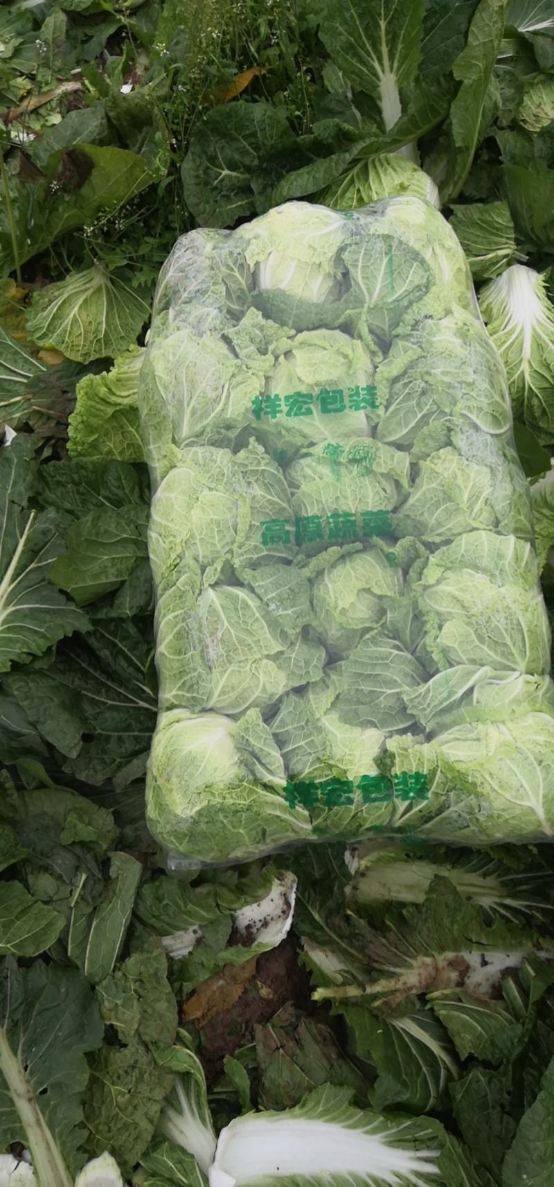 白菜黄心大白菜，湖北白菜大量供货，平价批发欢迎电话联系