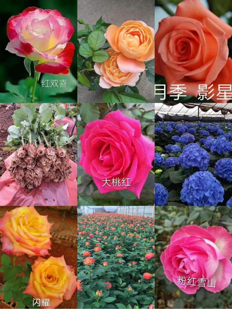 鲜切花种苗玫瑰花苗基地直销红玫瑰花苗常年供应技术指导易种