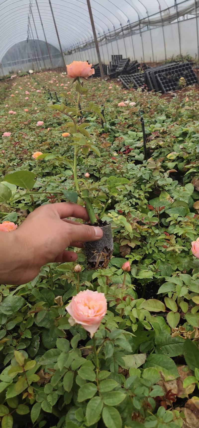 鲜切花种苗玫瑰花苗基地直销红玫瑰花苗常年供应技术指导易种