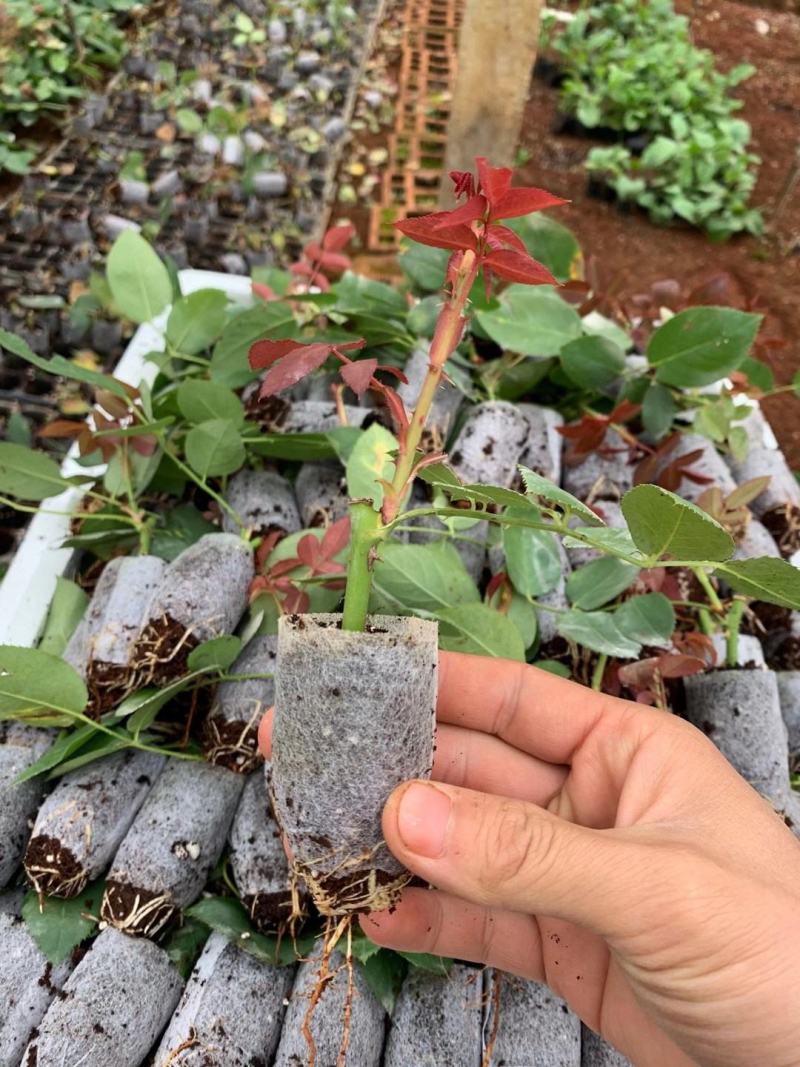 鲜切花种苗玫瑰花苗基地直销红玫瑰花苗常年供应技术指导易种