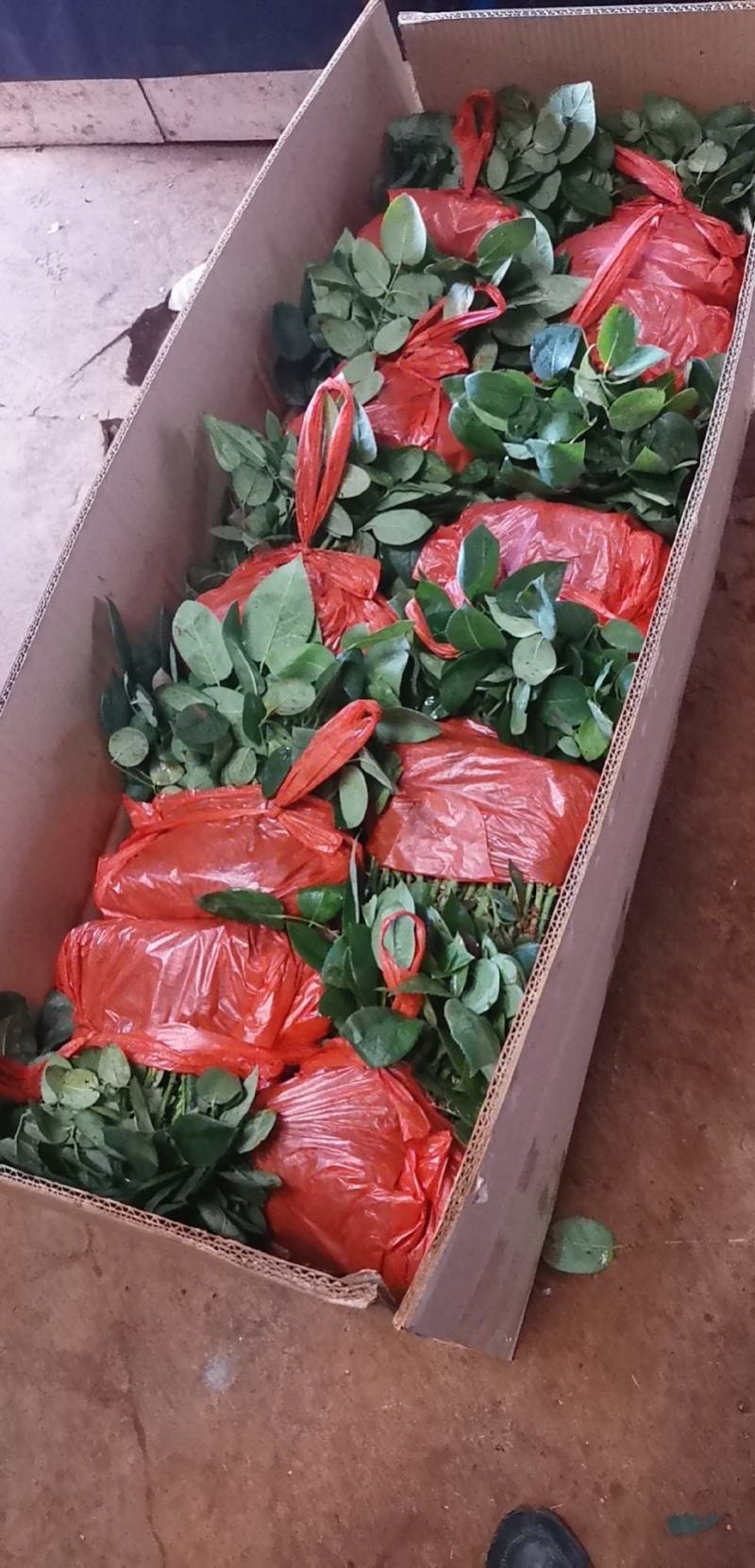 鲜切花种苗玫瑰花苗基地直销红玫瑰花苗常年供应技术指导易种