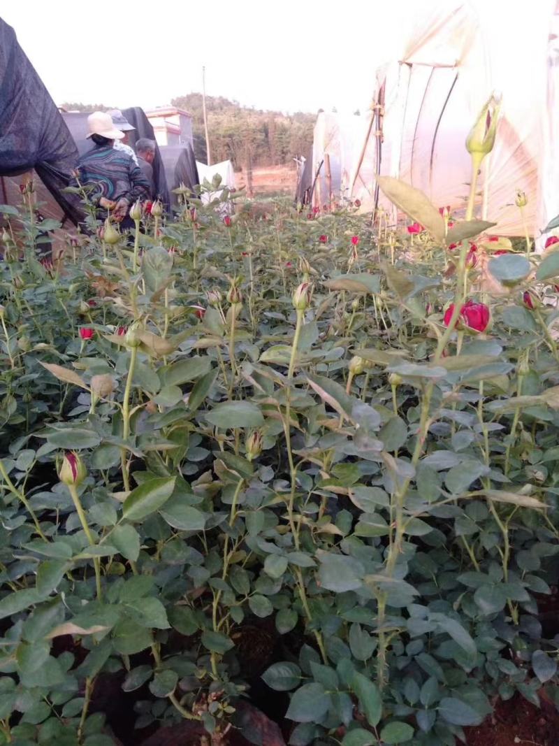 鲜切花种苗玫瑰花苗基地直销红玫瑰花苗常年供应技术指导易种