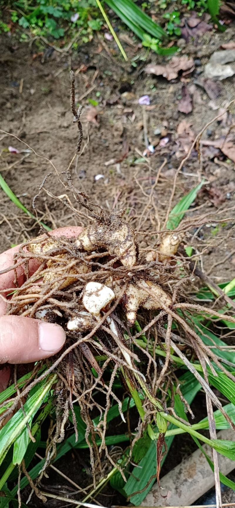 精品四川小白芨（白及苗）产地直供鲜货只有价廉欢迎电联